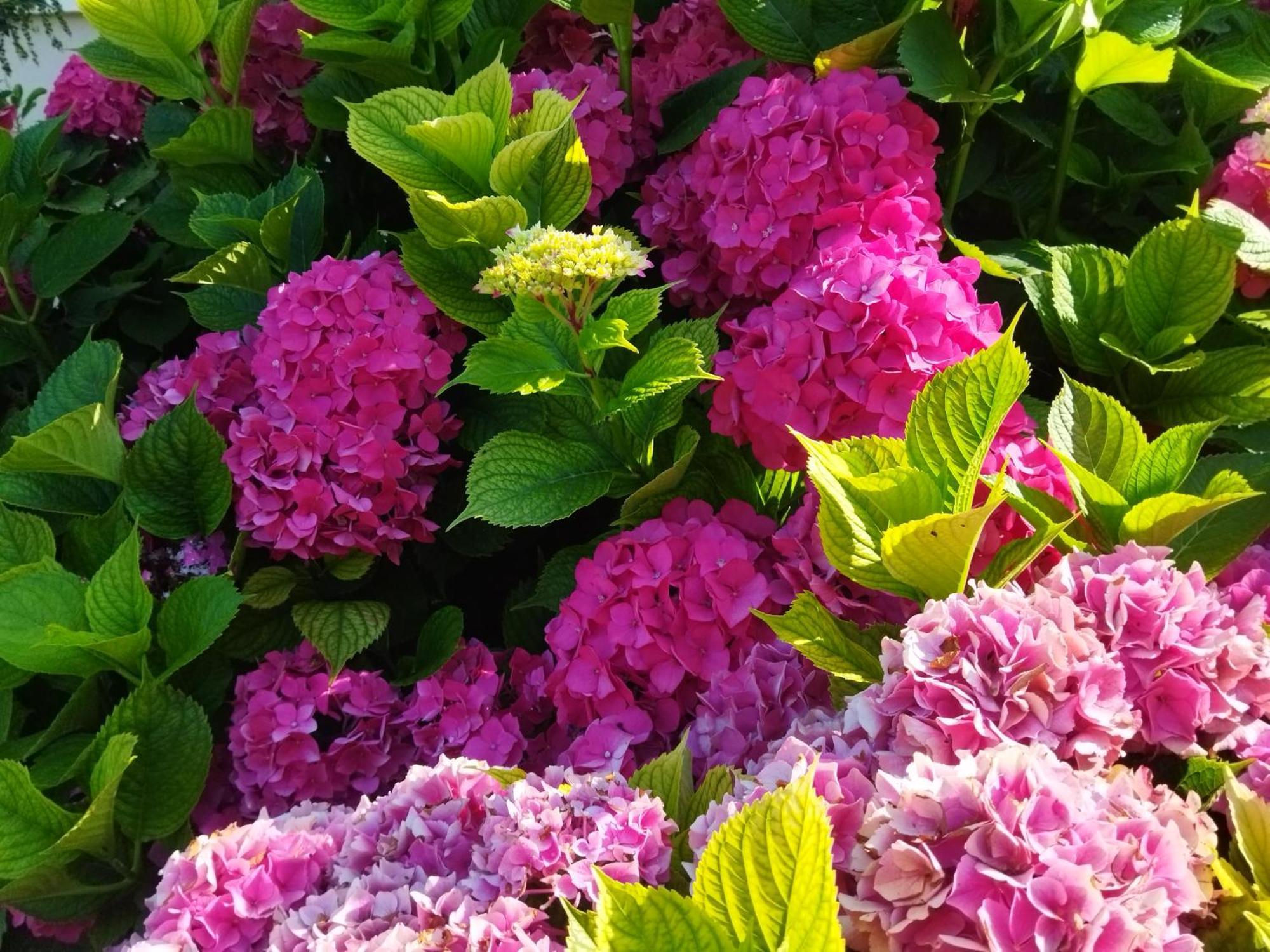 Les Hortensias Fortschwihr Exterior foto